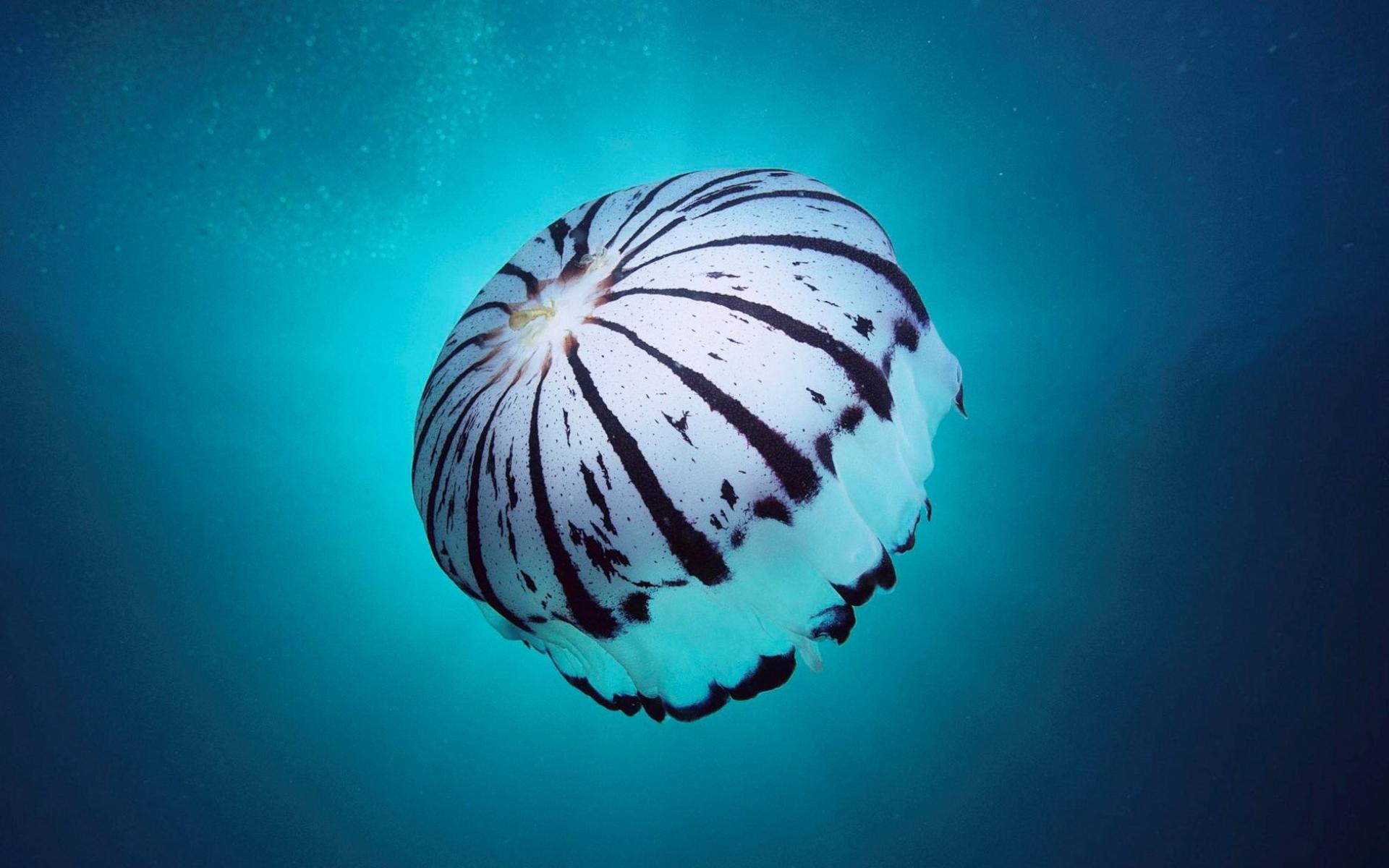 Jellyfish Wallpaper Best
