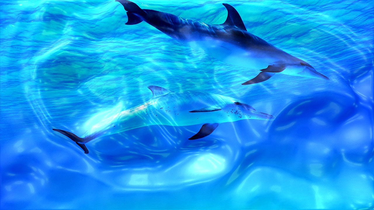 Live Wallpaper For Desktop