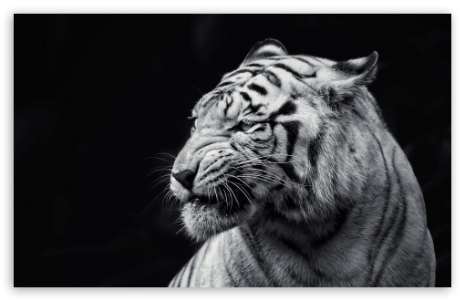 Tiger Black and White HD wallpaper for Standard 43 54 Fullscreen 510x330