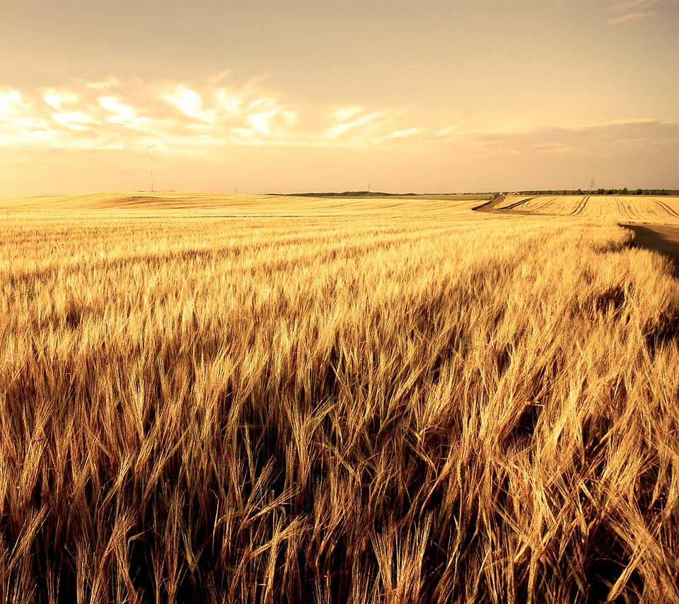 Wheat Field Harvest Wallpaper A Golden Indicates