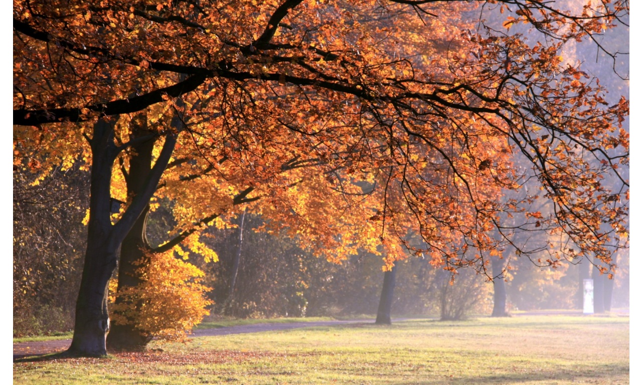 🔥 [50+] Wallpapers DirectCanada WallpaperSafari