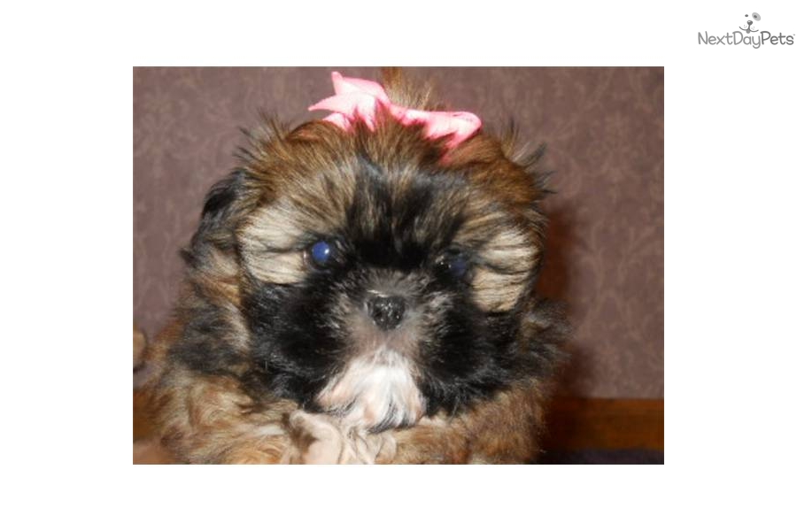 Cute Shih Tzu Puppy For Sale Angel Video