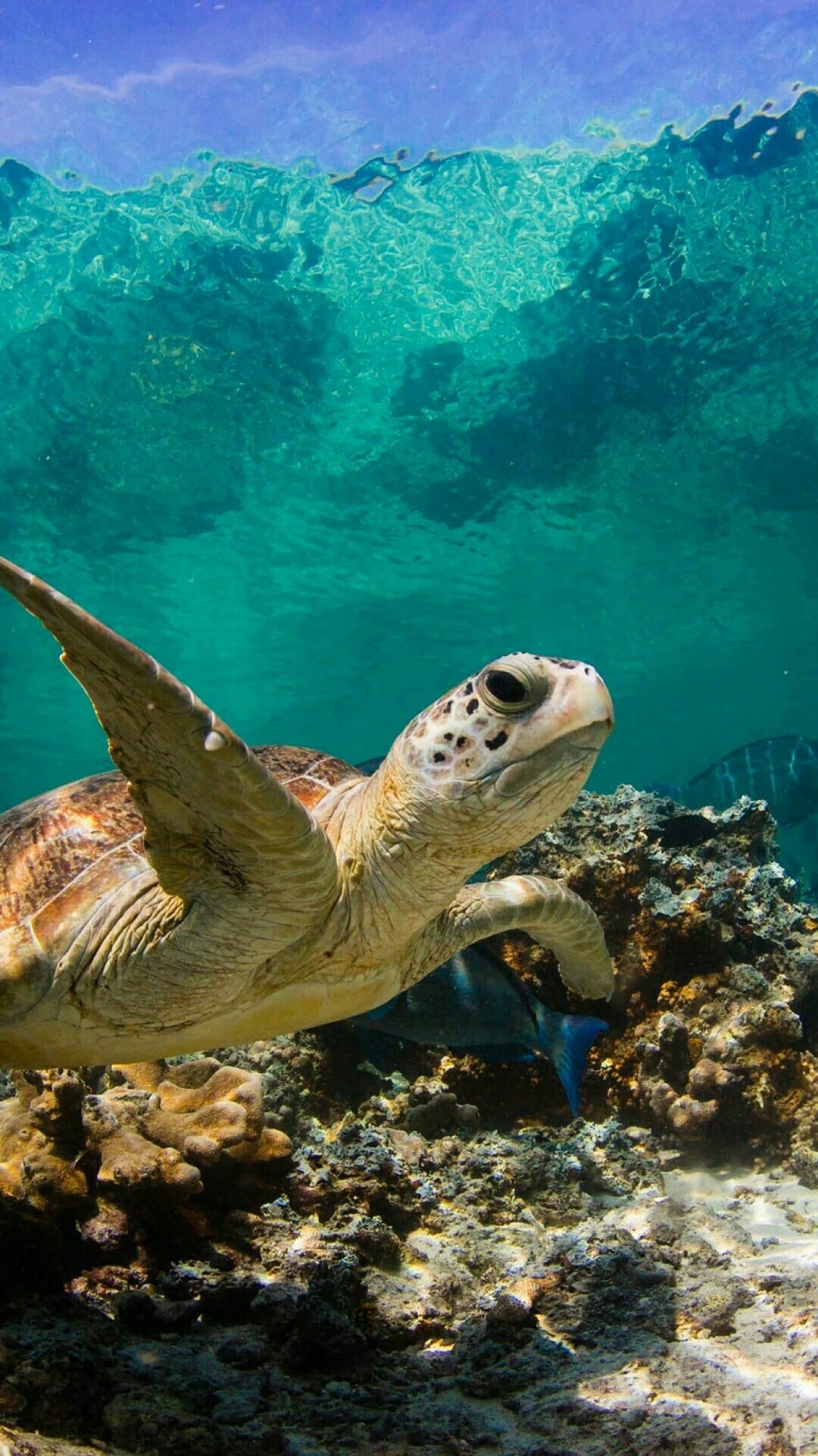 Cute Turtle Wallpaper