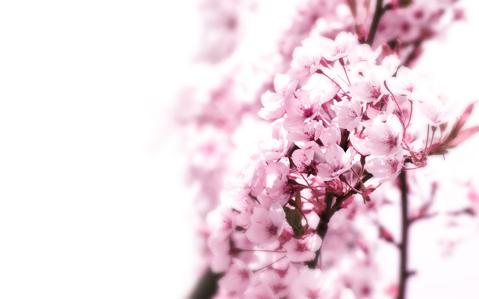 pink cherry blossom wallpapers pict Car Pictures