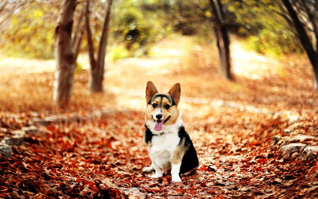 Dog Screensaver And Wallpaper Autumn Jpg