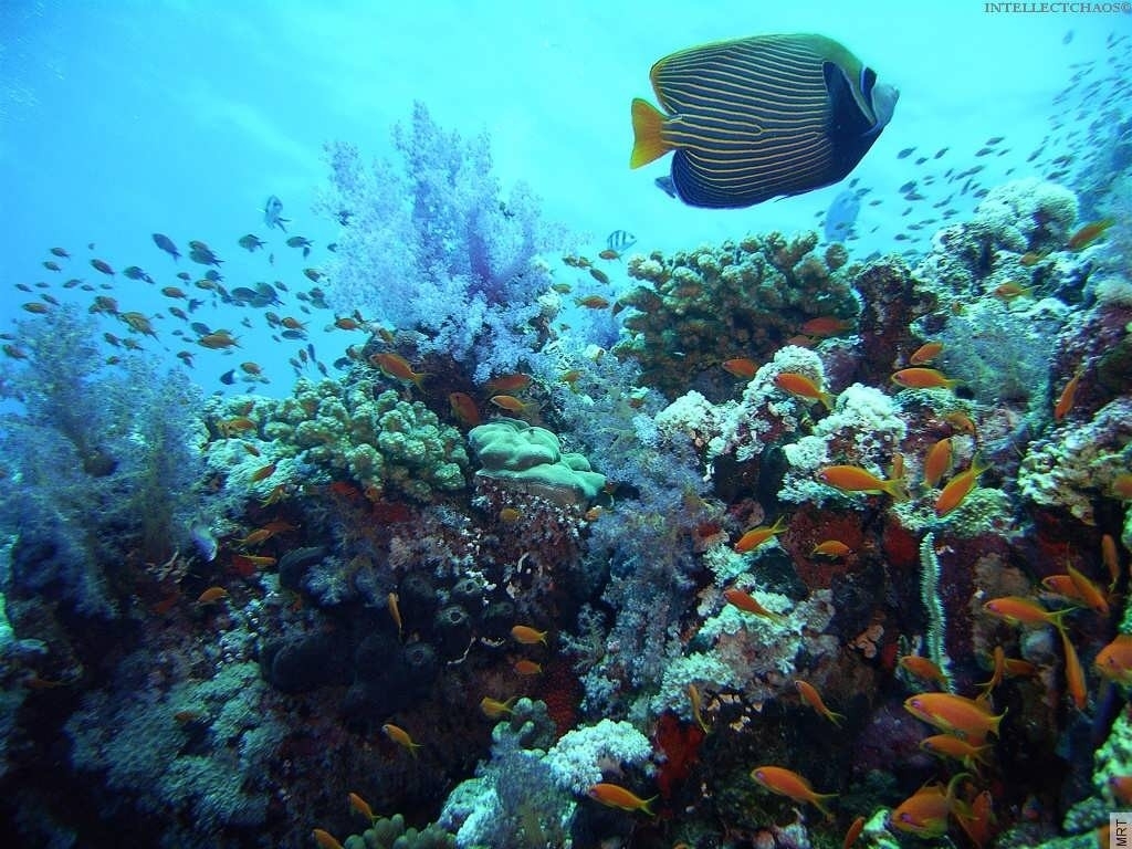 Wallpaper Ocean Nature Sea World Animals Fish Tank