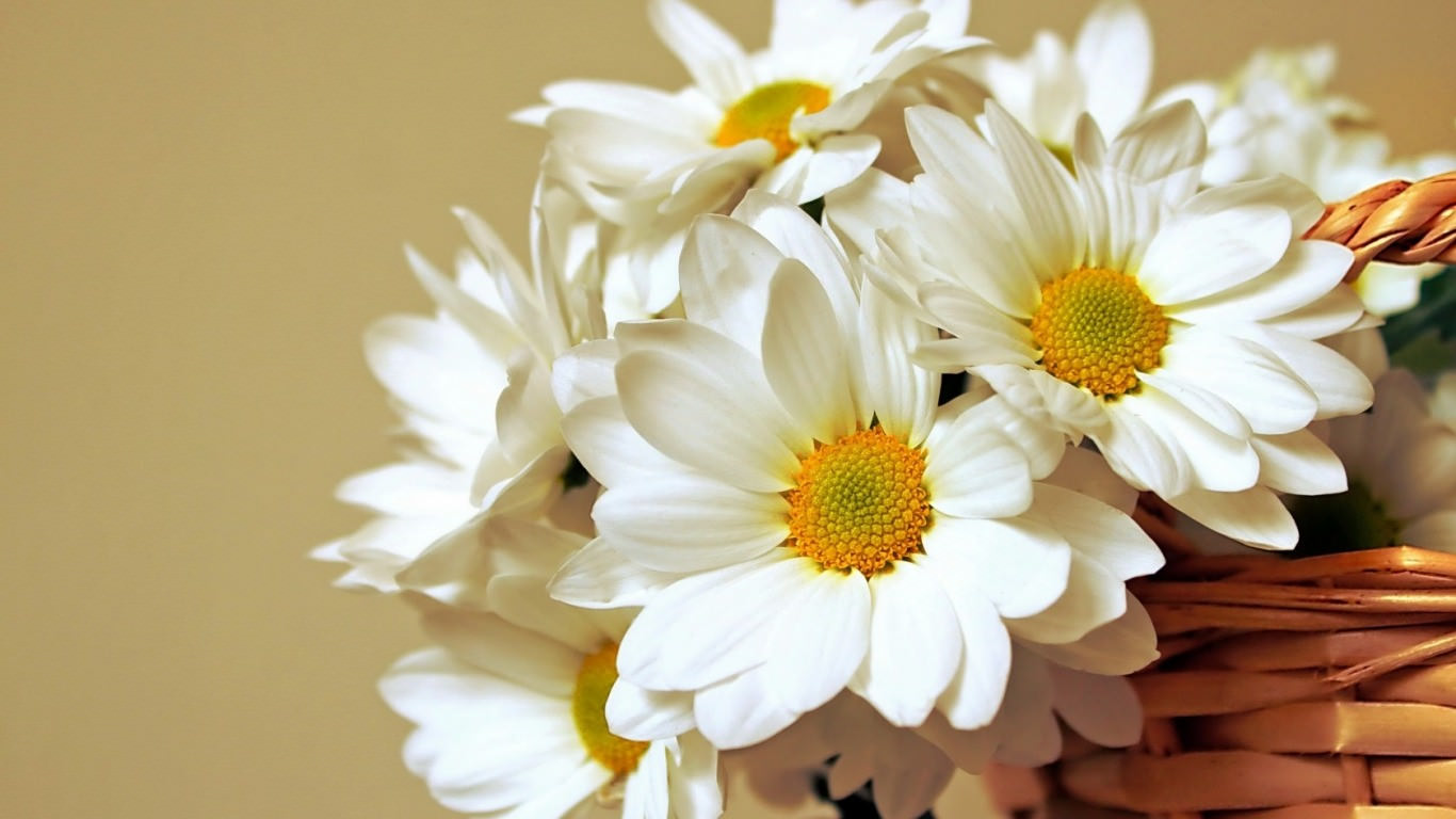 Daisy Flower Wallpaper In Psd