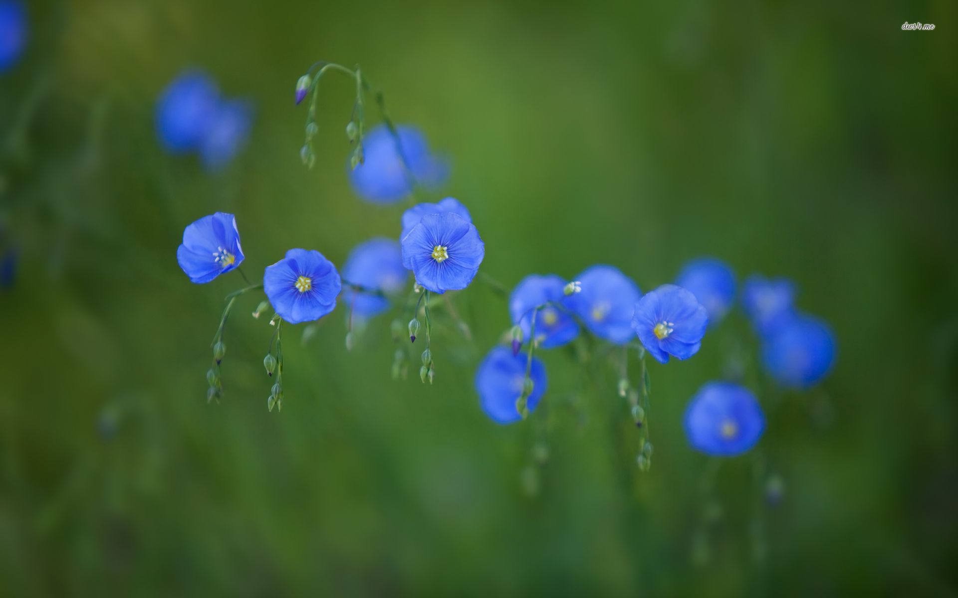 Blue Wildflowers Wallpaper Flower