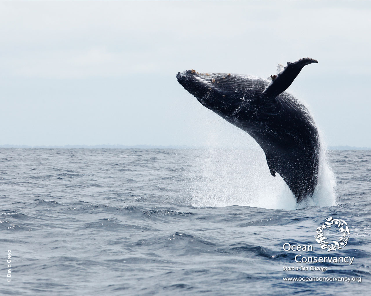 Humpback Whales Desktop Background