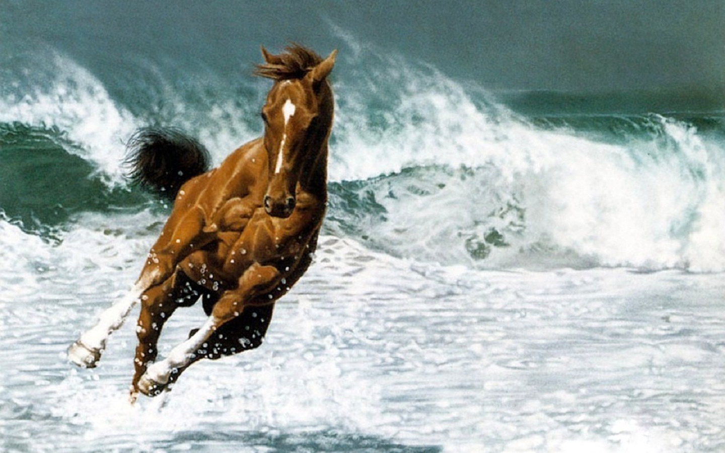 Horse Sprint At Ocean Beach Wide HD Wallpaper Rocks