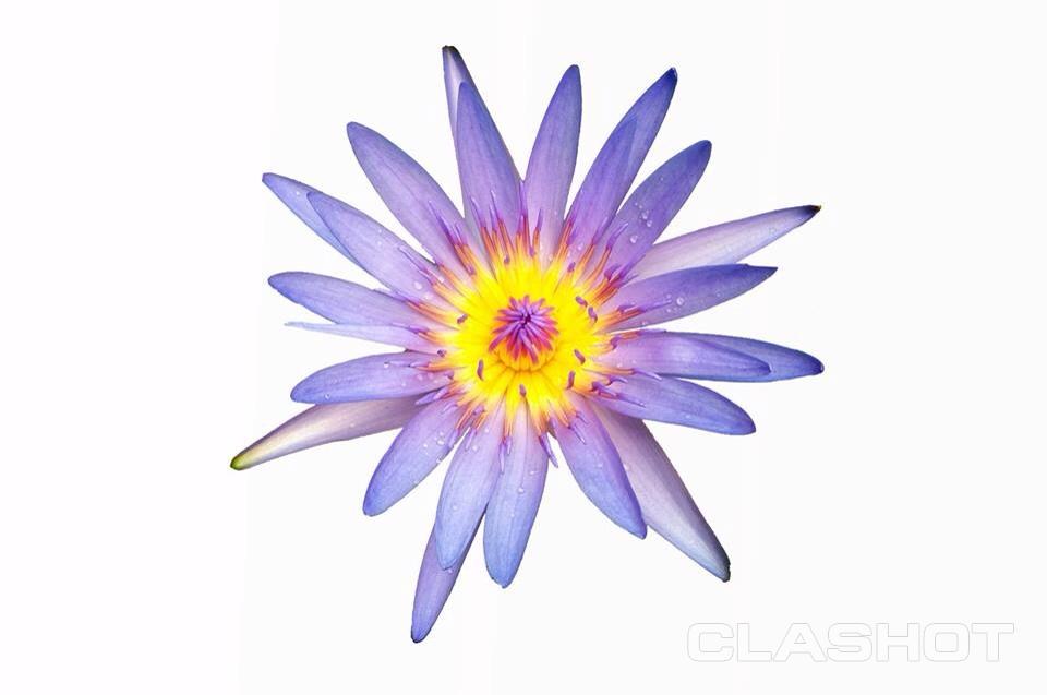 Flowers On Isolated White Background Purple Lotus Yellow Cosmos