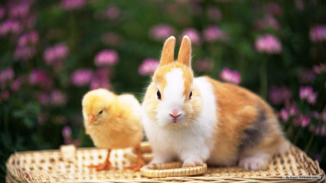 Funny Rabbit Desktop Wallpaper Pet Category Doblelol