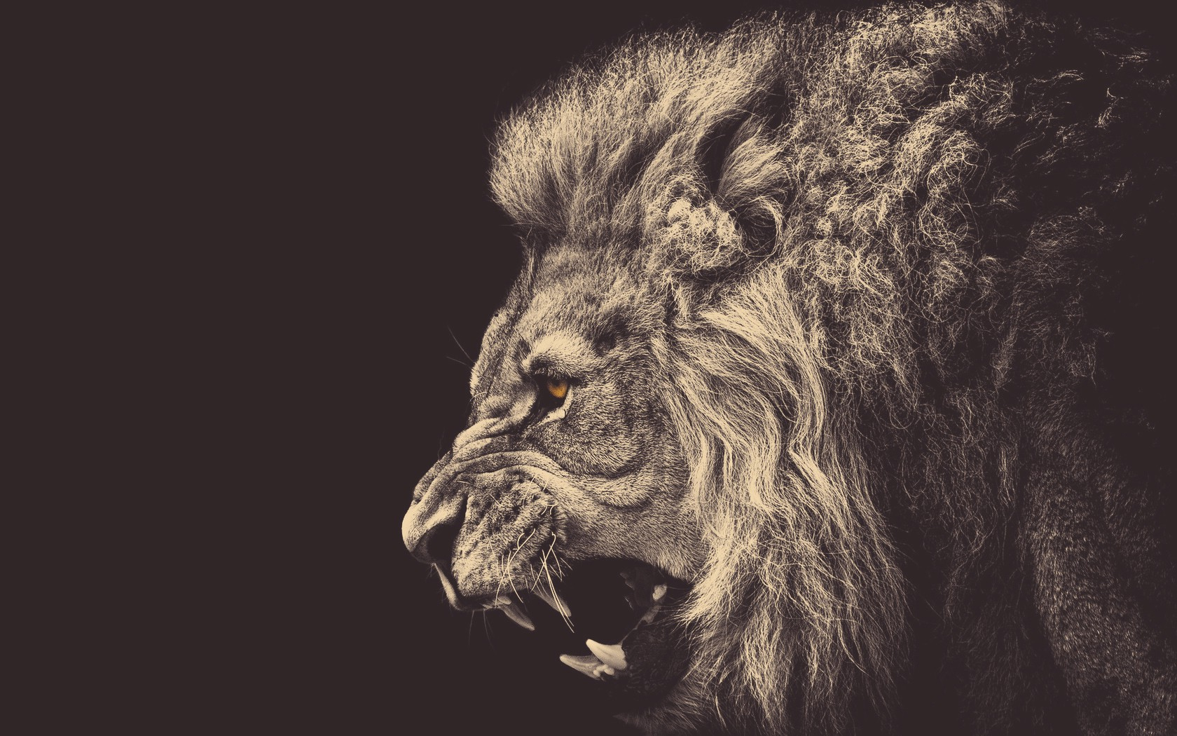 Lion Picture African Desktop Wallpaper HD