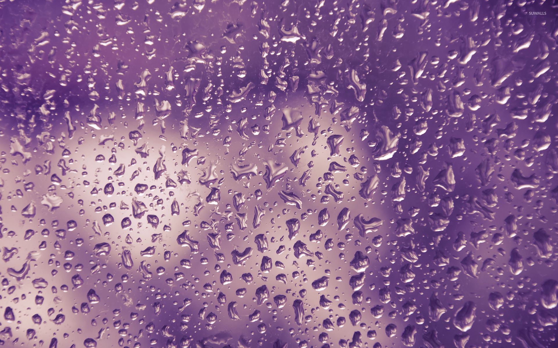 Purple Water Drops Wallpaper Photography