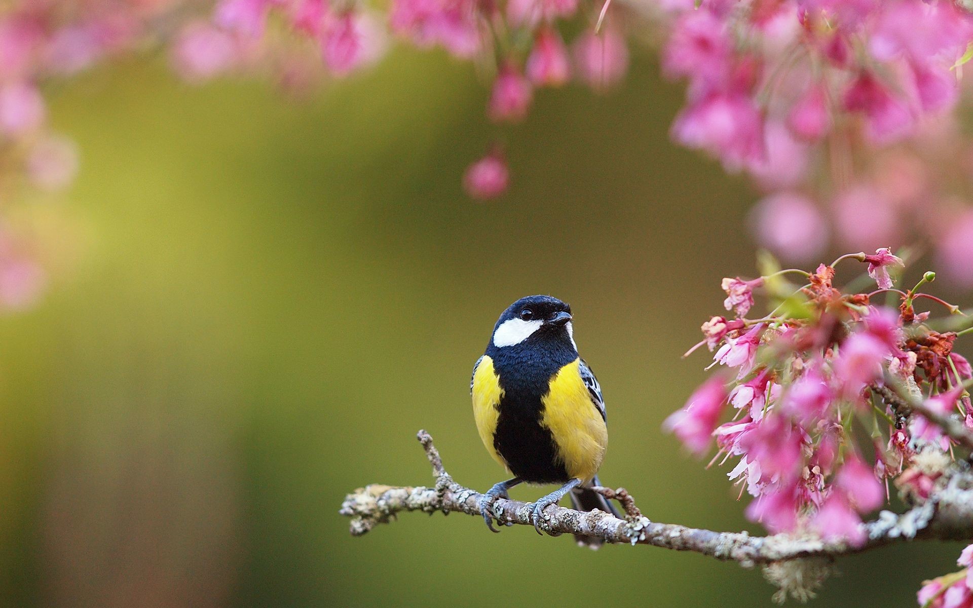 Spring Bird Desktop Wallpaper Image
