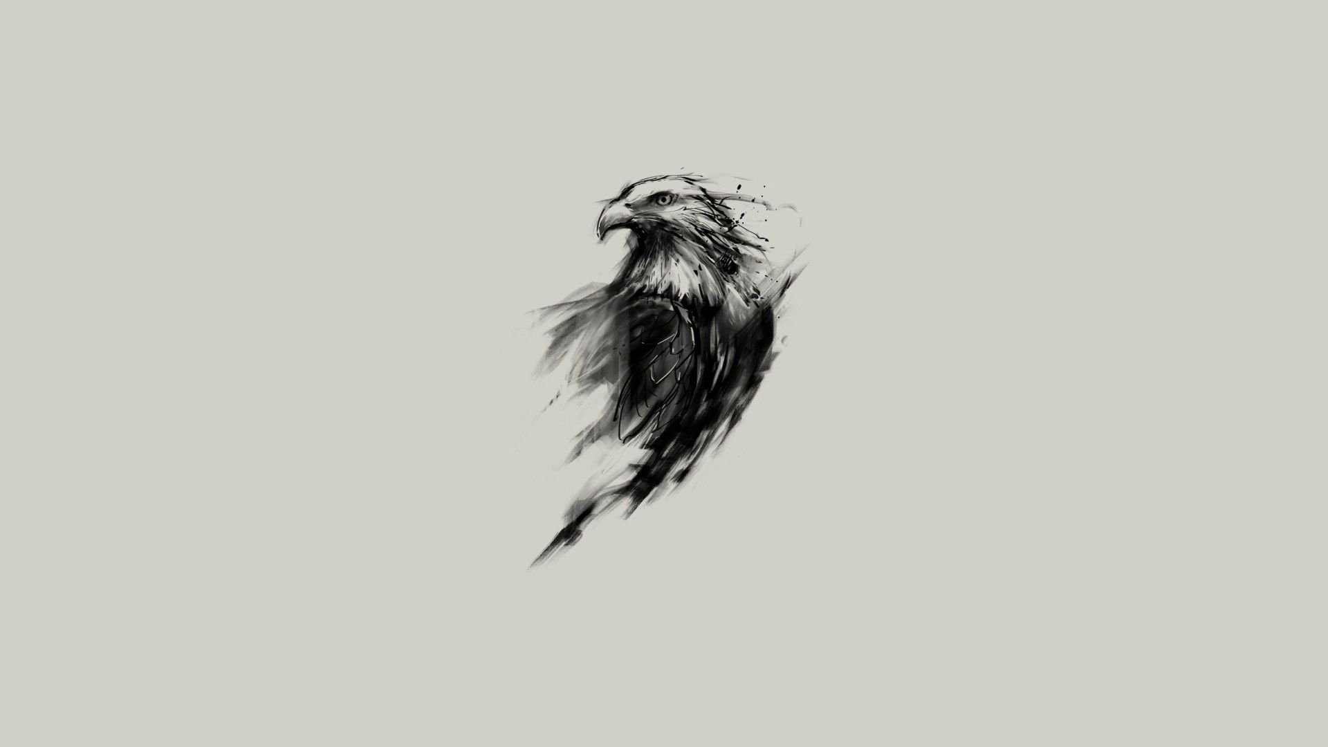 Eagle Bald Birds Simple Background Sketches