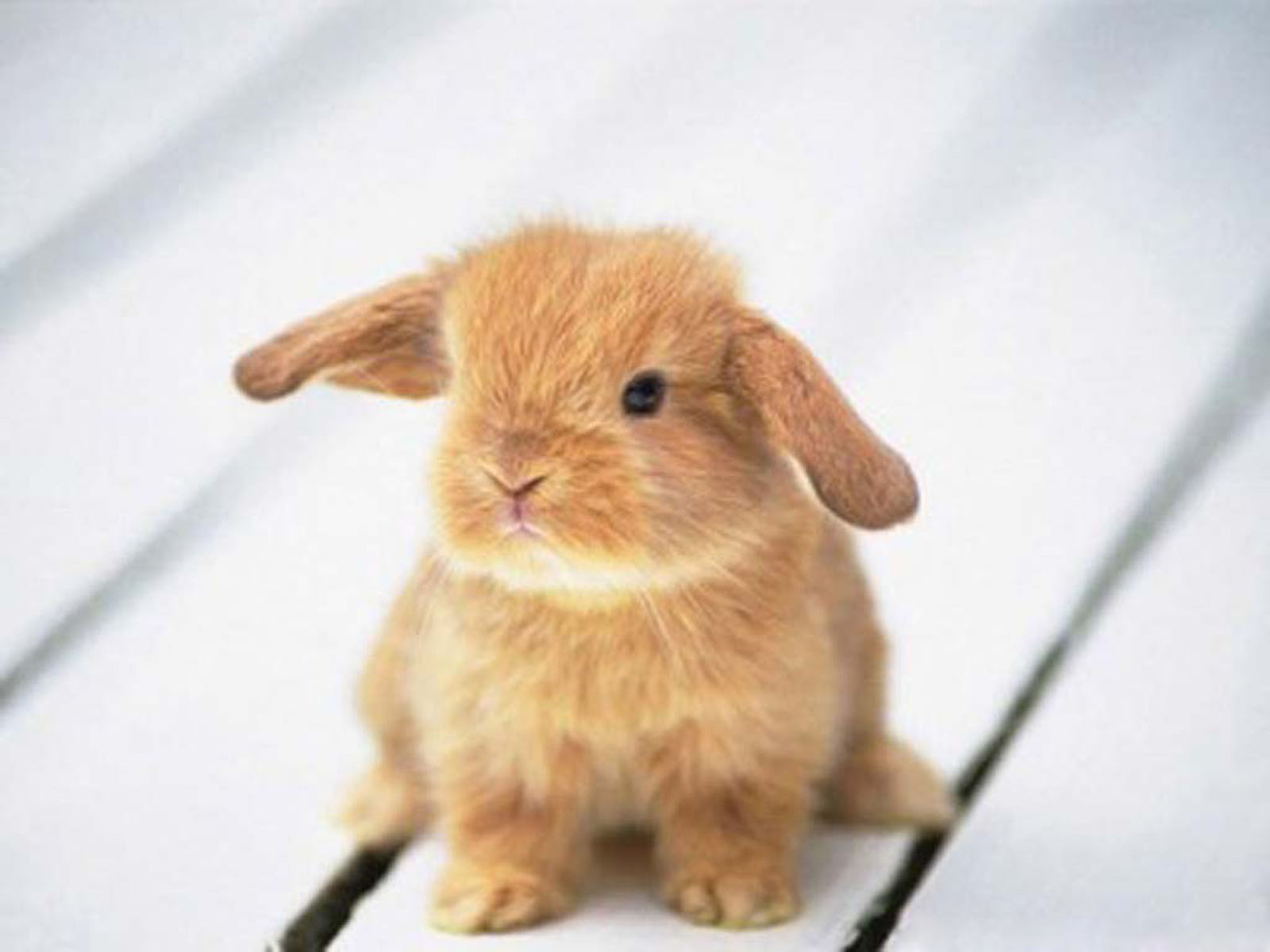 wallpapers Funny Rabbit Wallpapers