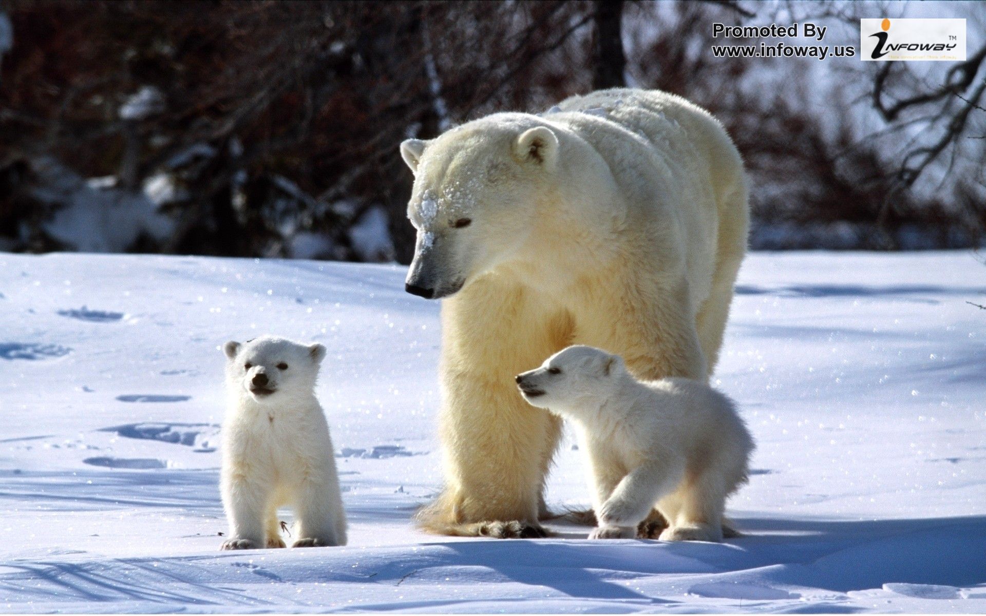 Cute Animals Pictures Winter