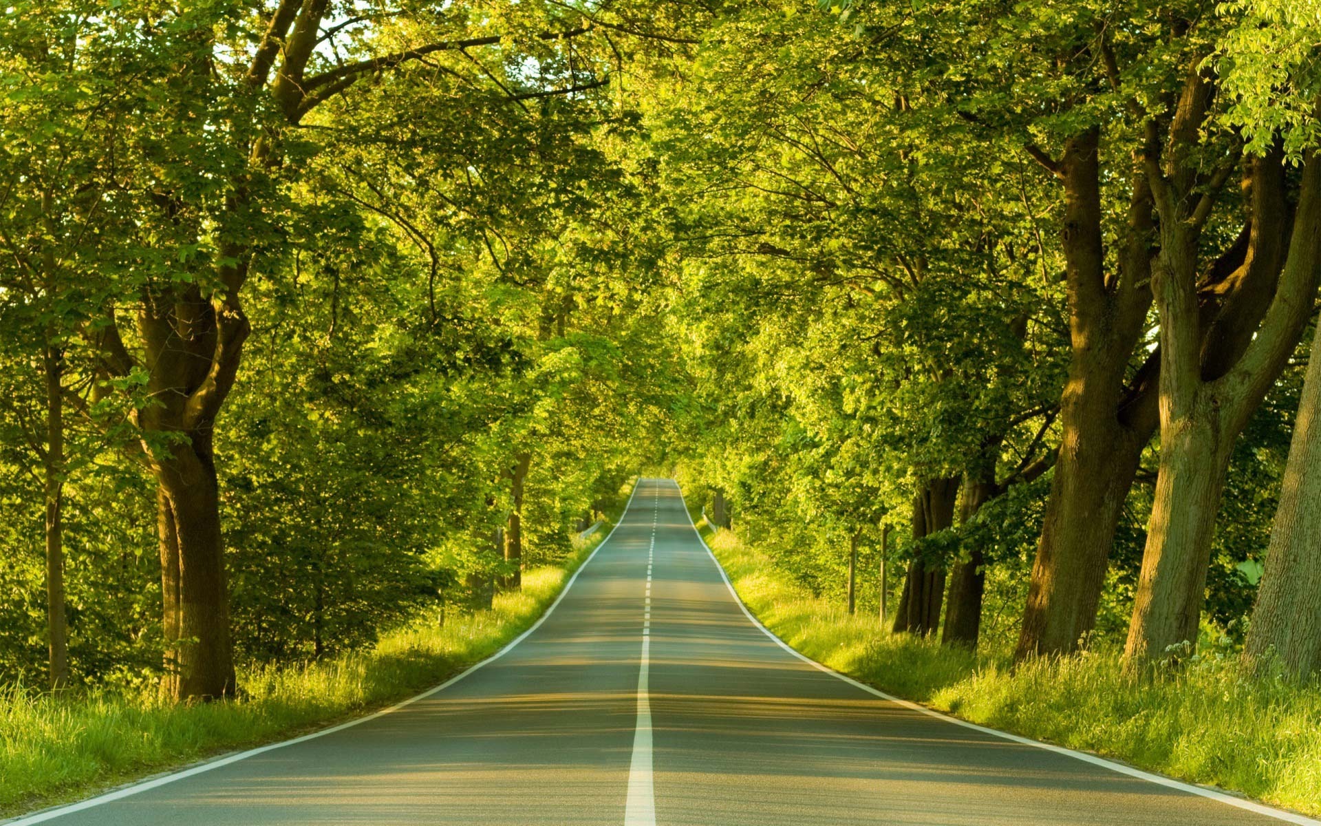 Free Download Road Through Trees Wallpaper 1376 1920x1200 For Your
