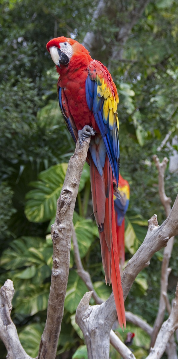 Scarlet Macaw Parrot Pictures
