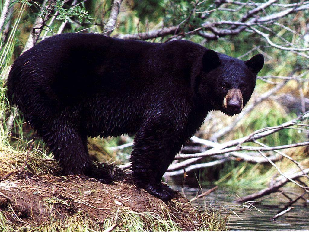 Black Bear Wallpaper Animals Town