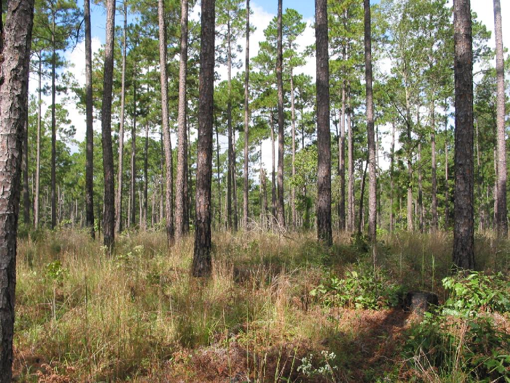 Pineywoods Ecosystems