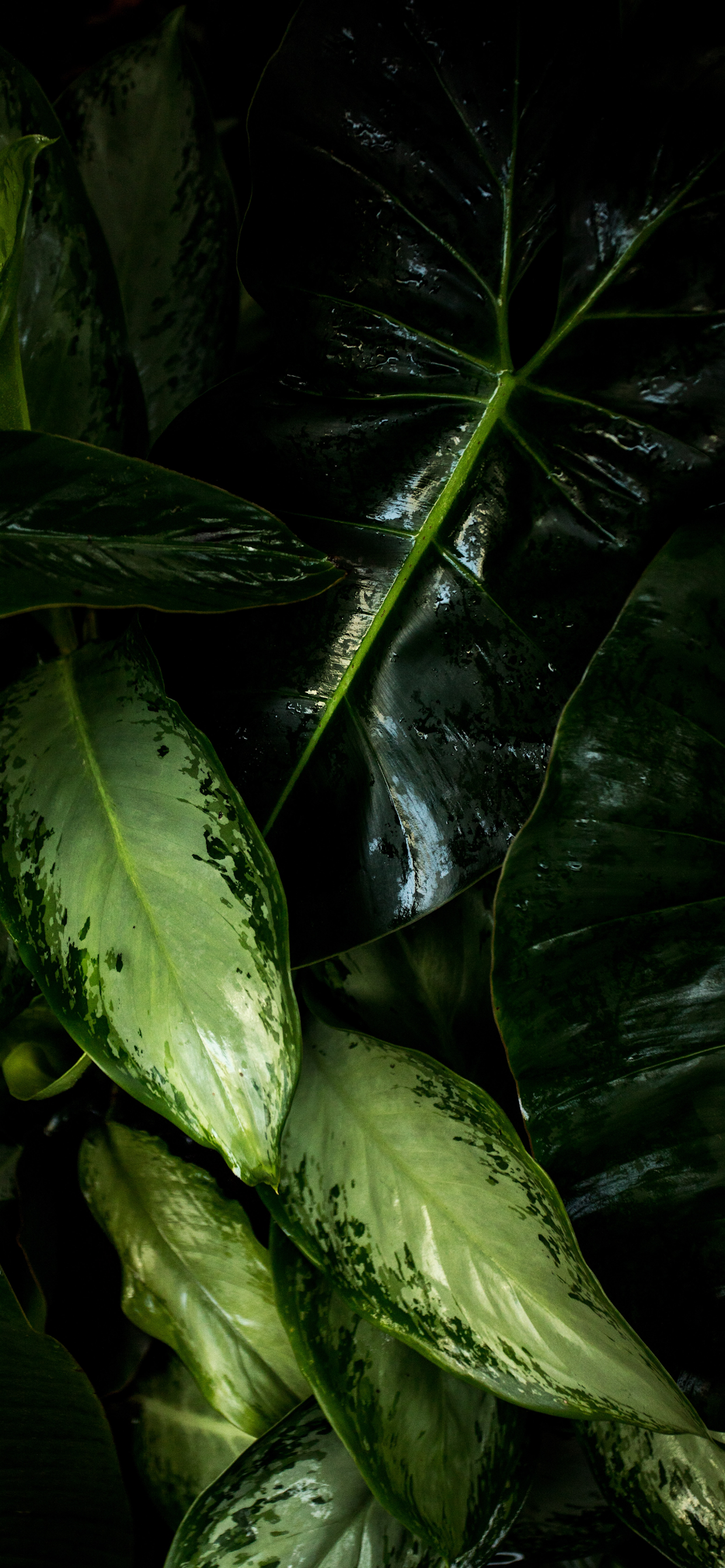 Plants Wallpaper For iPhone Pro Max X