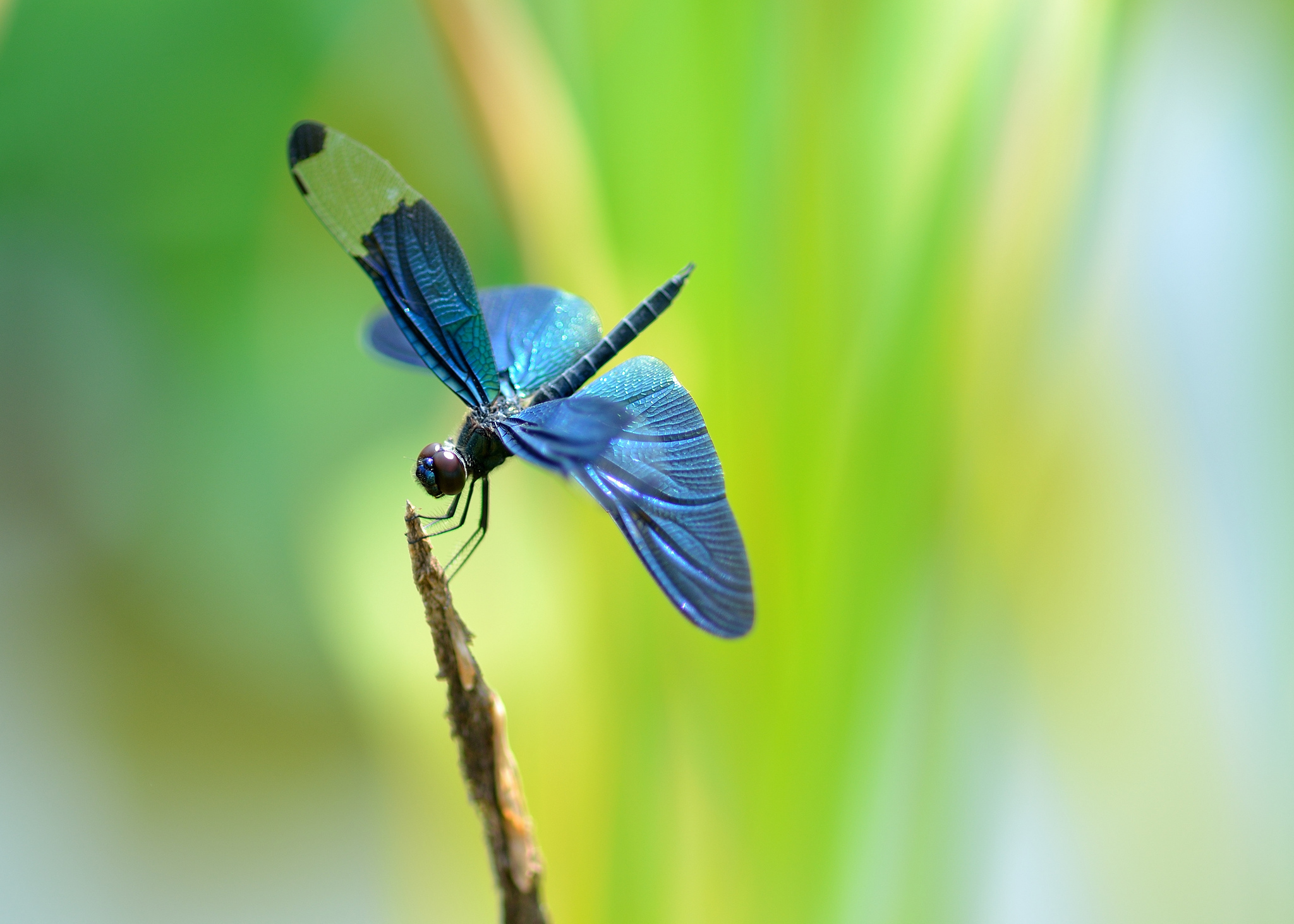 Blue Dragonfly Wallpaper For Android