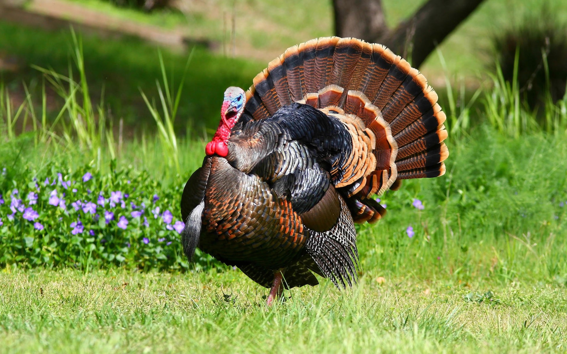 Turkey Hunting Wallpaper