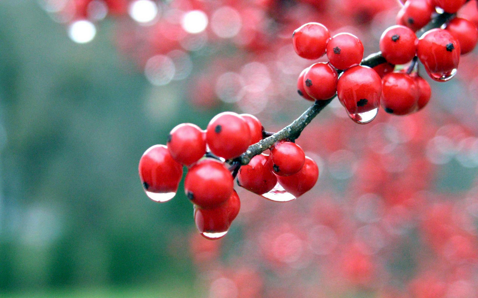Berries Dew HD Wallpaper