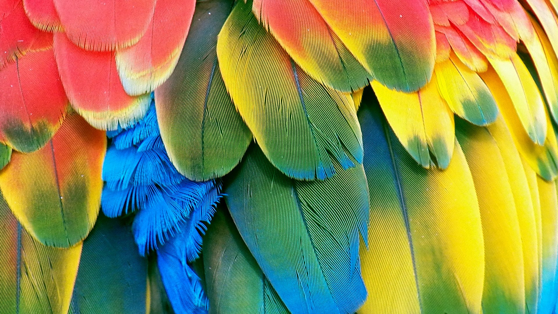 Bird Feather Wallpaper WallpaperSafari