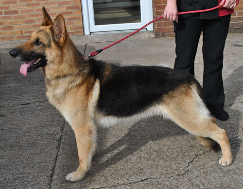 More German Shepherd Puppies And Dogs That Have Found New Homes
