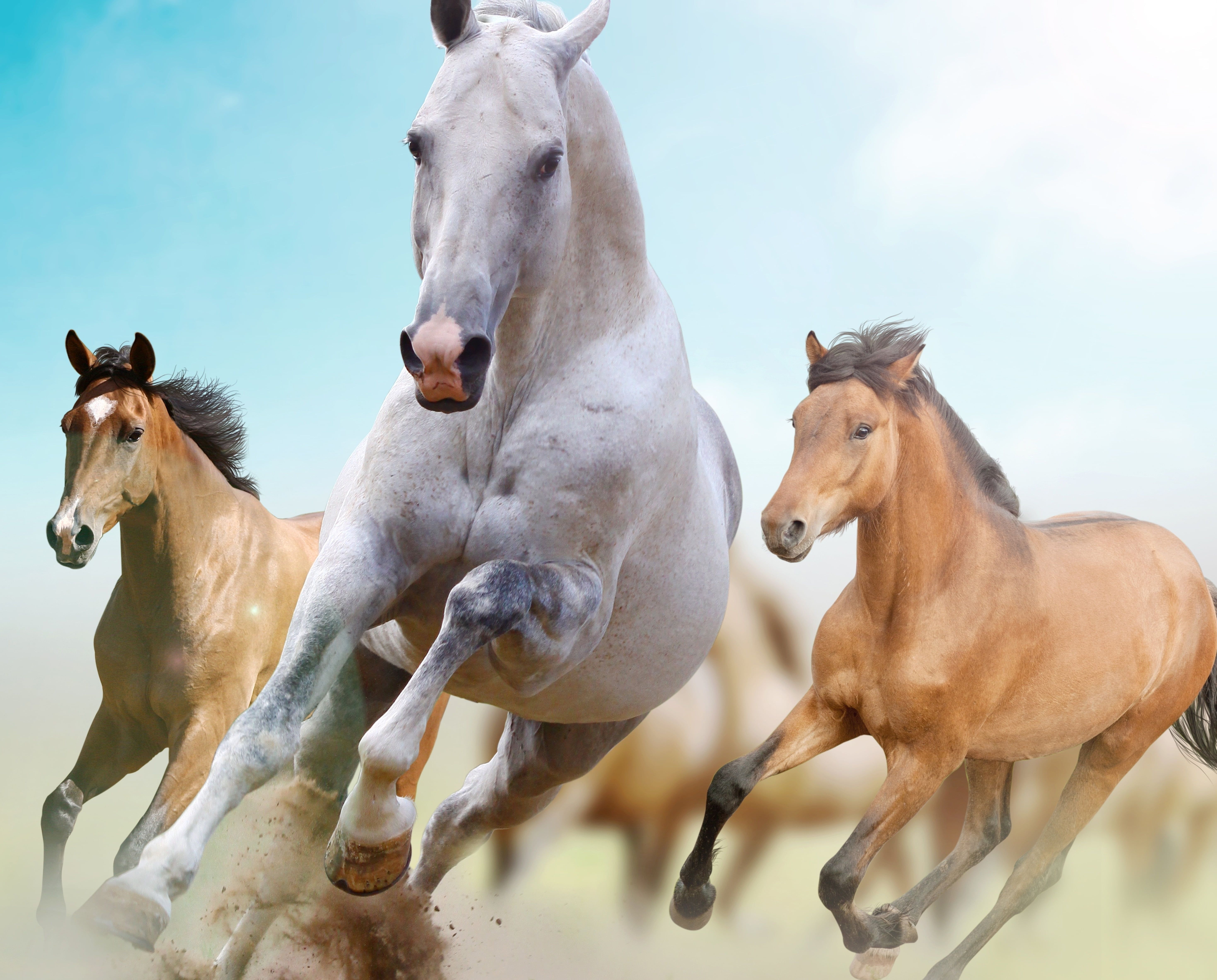 Three Horses Running in Open Field