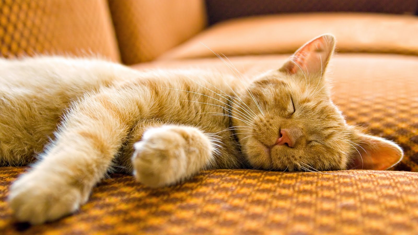 Yellow Cat Sleeping On Couch HD Wallpaper Epic Desktop Background
