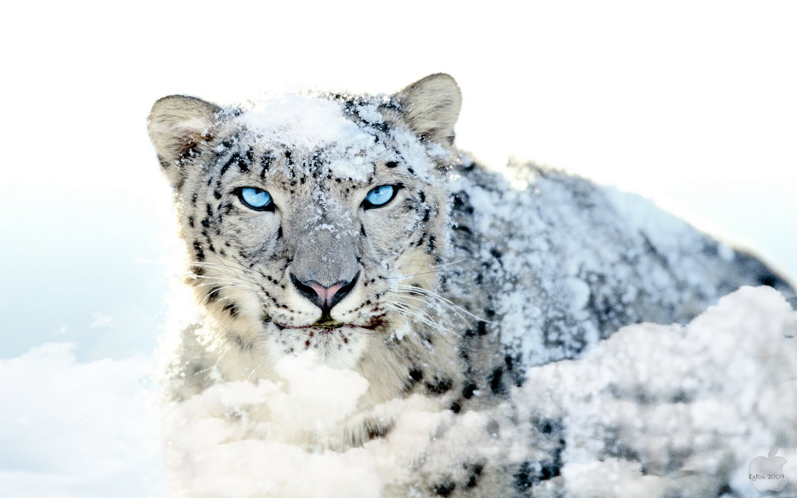 Wallpaper A Day White Leopard In The Snow Blue Eyes