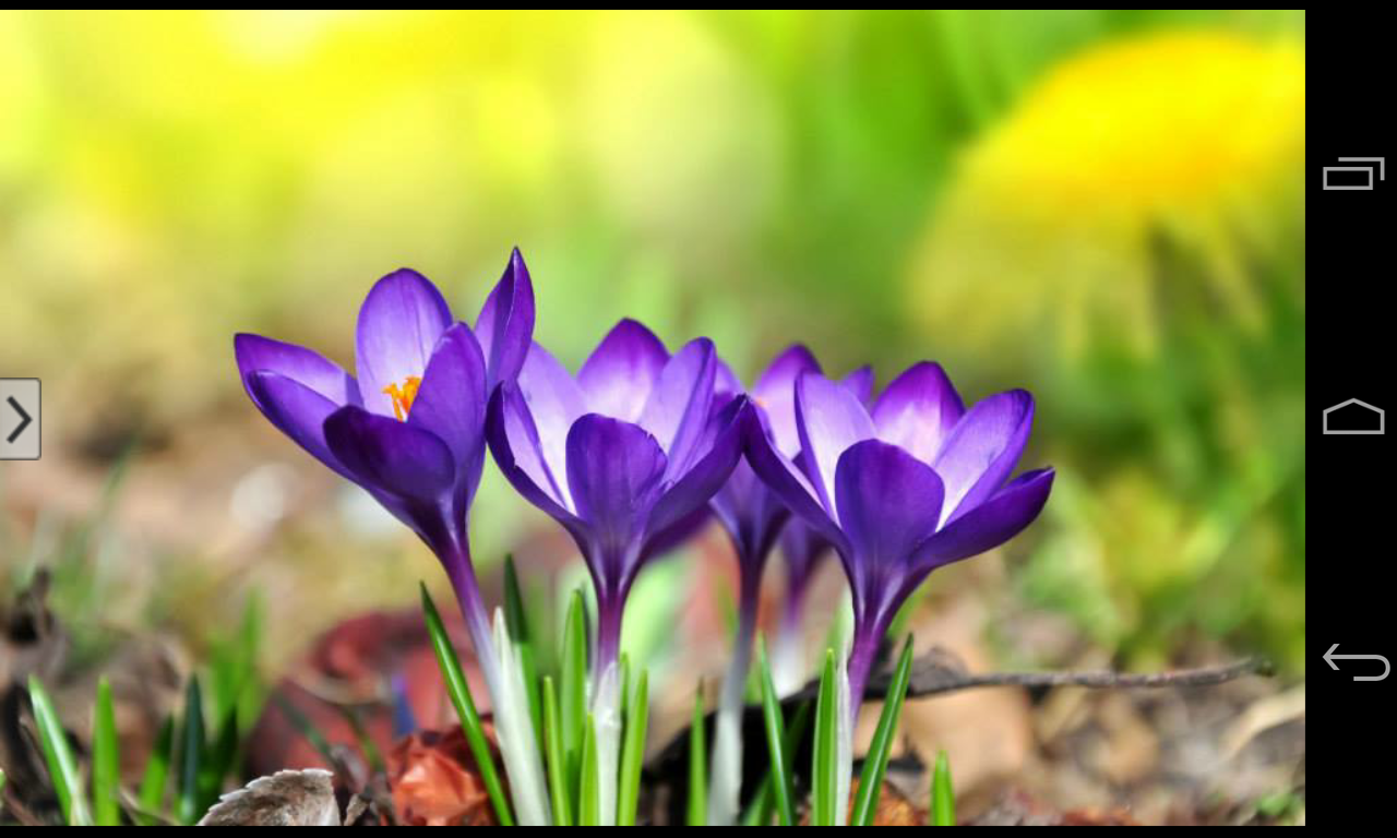 Beautiful Flowers Wallpaper Android Apps On Google Play