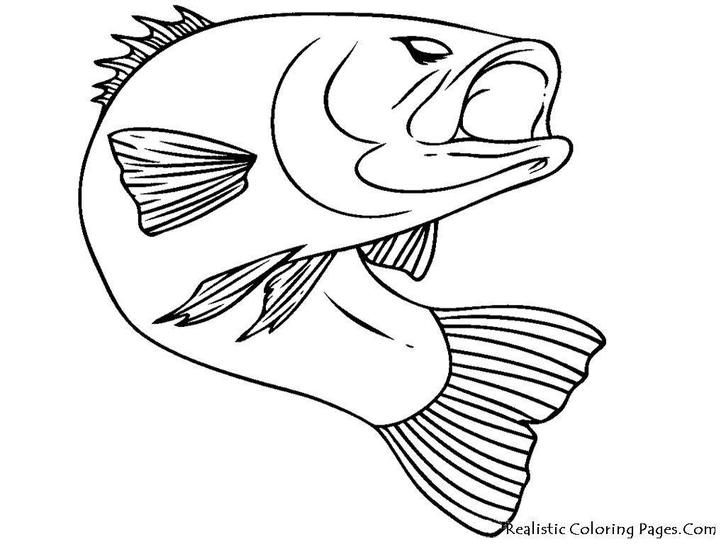 Exclusive Photo Of Fish Coloring S Davemelillo