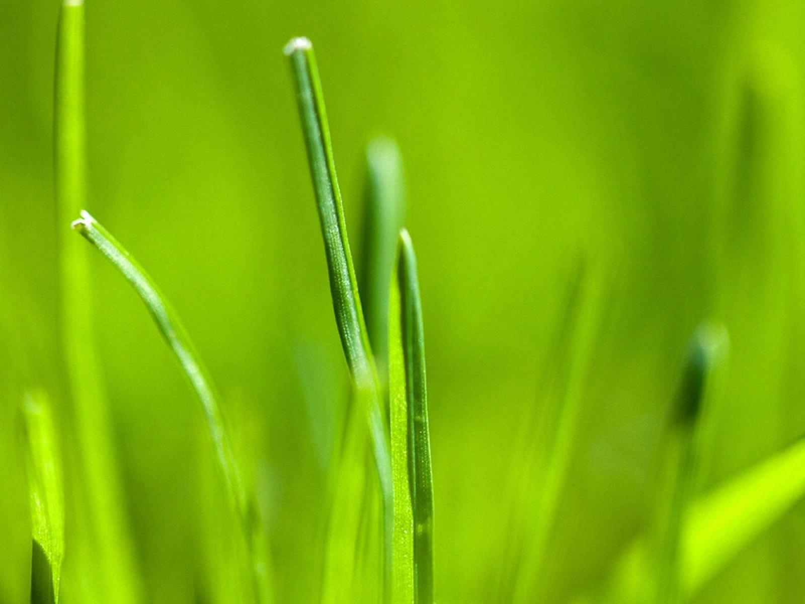 Grass Wallpaper Android Stock Photos