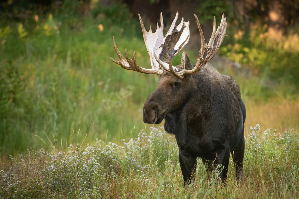 Ag Shoshone Bull Moose Art Open Range Image