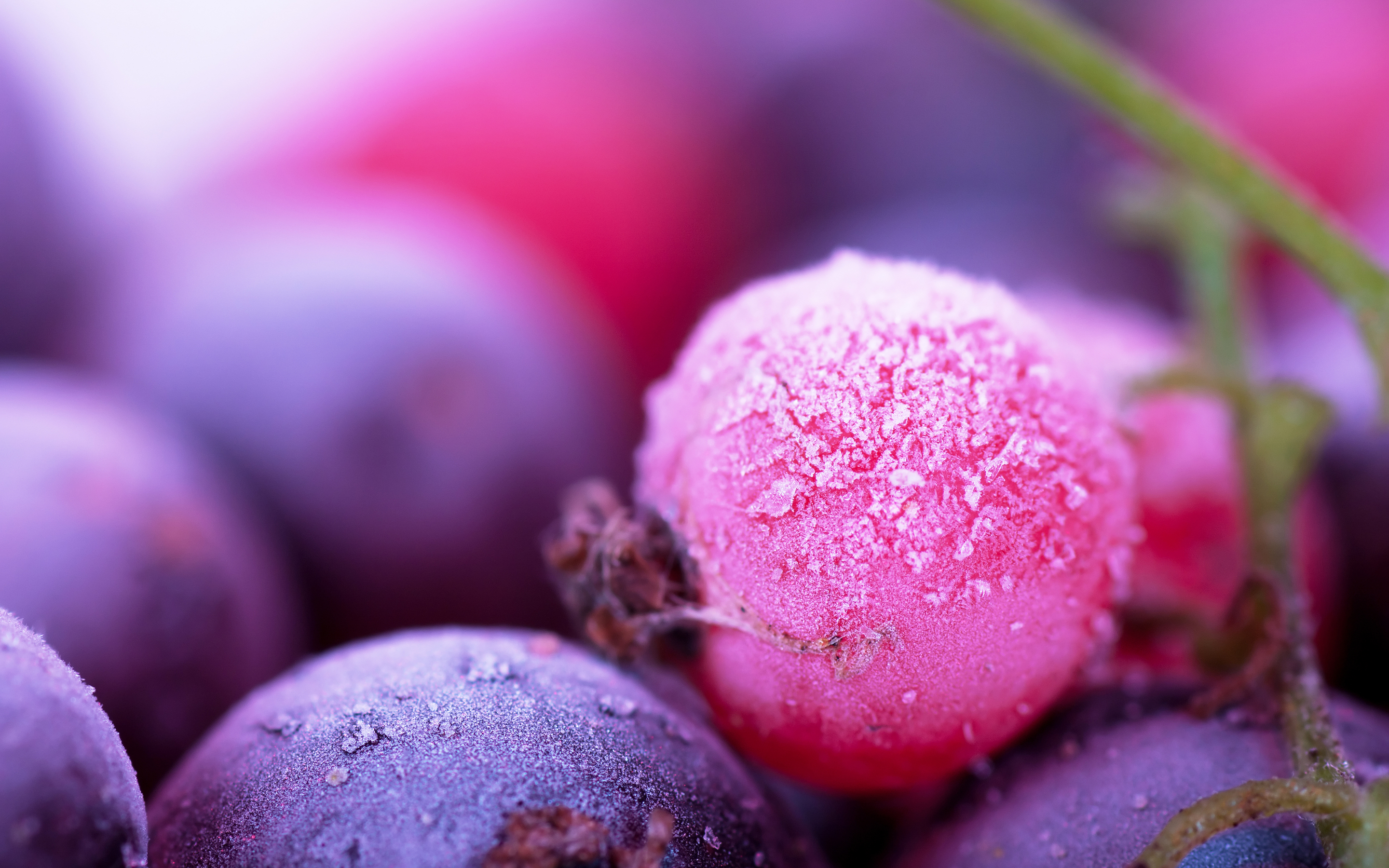 Berry HD Wallpaper