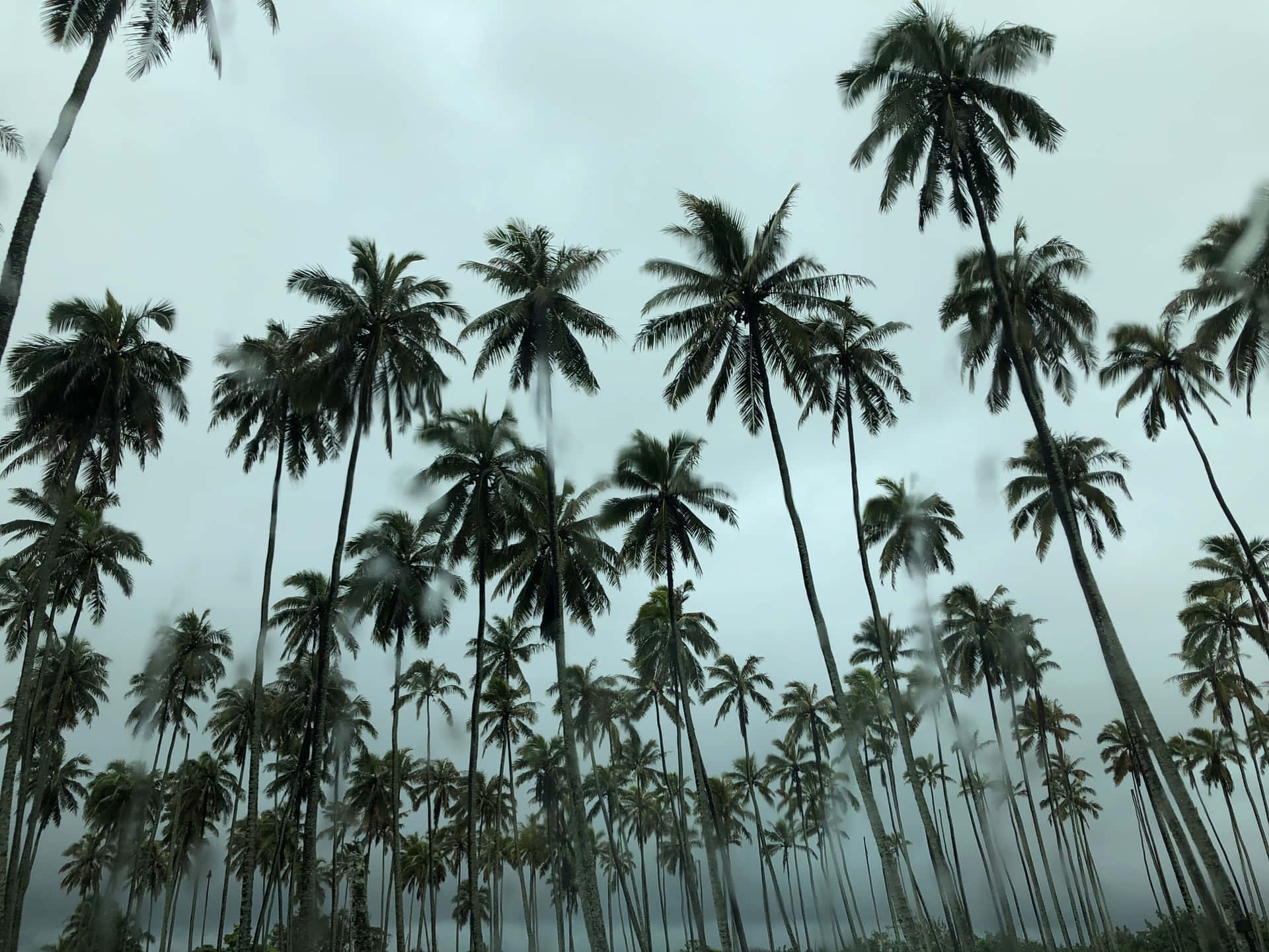 Coconut Tree Background Wallpaper
