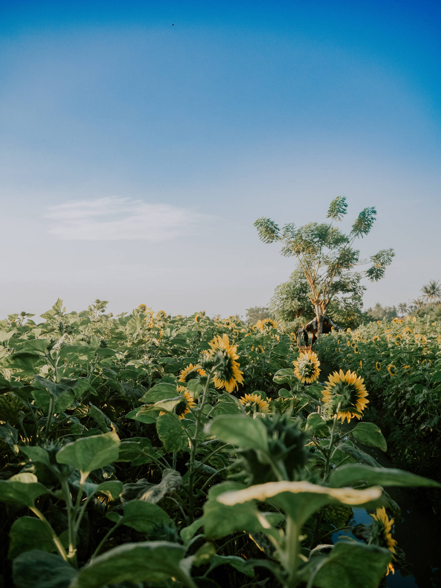 Yellow Bunga Field 0gtpsjcmlapv9uqt Wallpaper