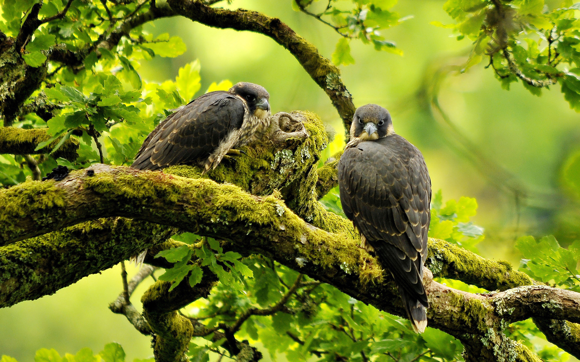 Falcon Animals Birds Raptor Predator Trees Forest Green Branch Limb
