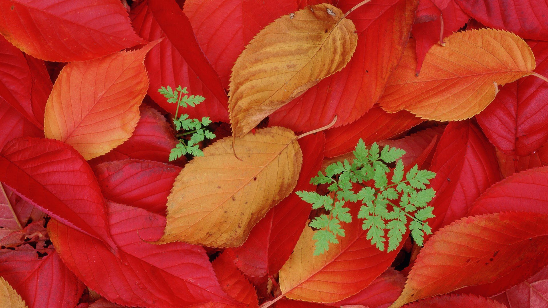Autumn Foliage Wallpaper HD