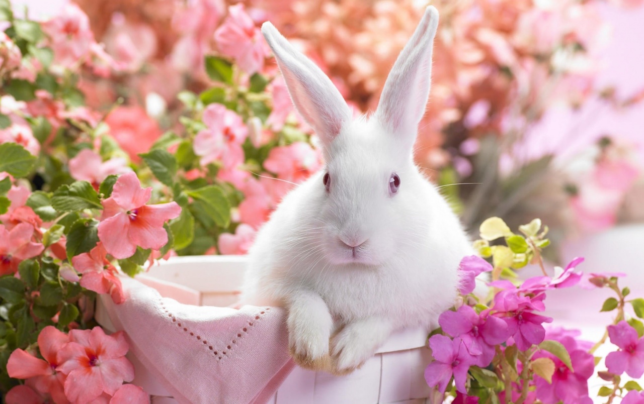 White Easter Bunny Wallpaper Stock Photos