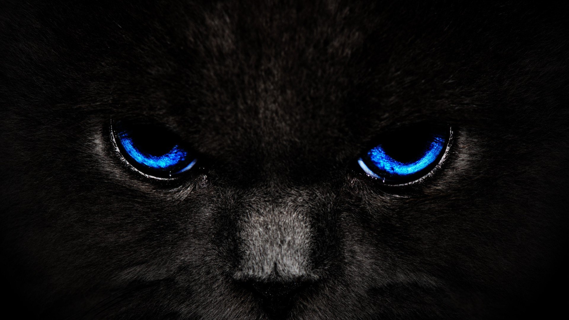Black Cat Blue Eyes High Quality WallpapersWallpaper DesktopHigh