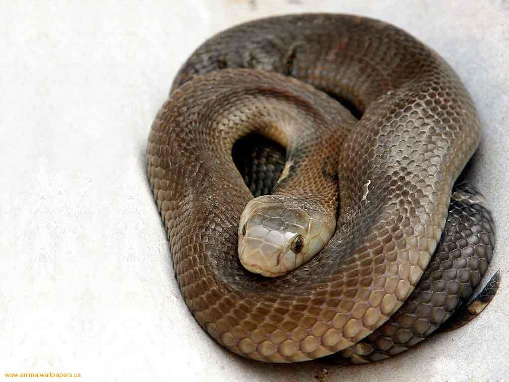 Amazing Black Mamba Snake Facts Photos Information