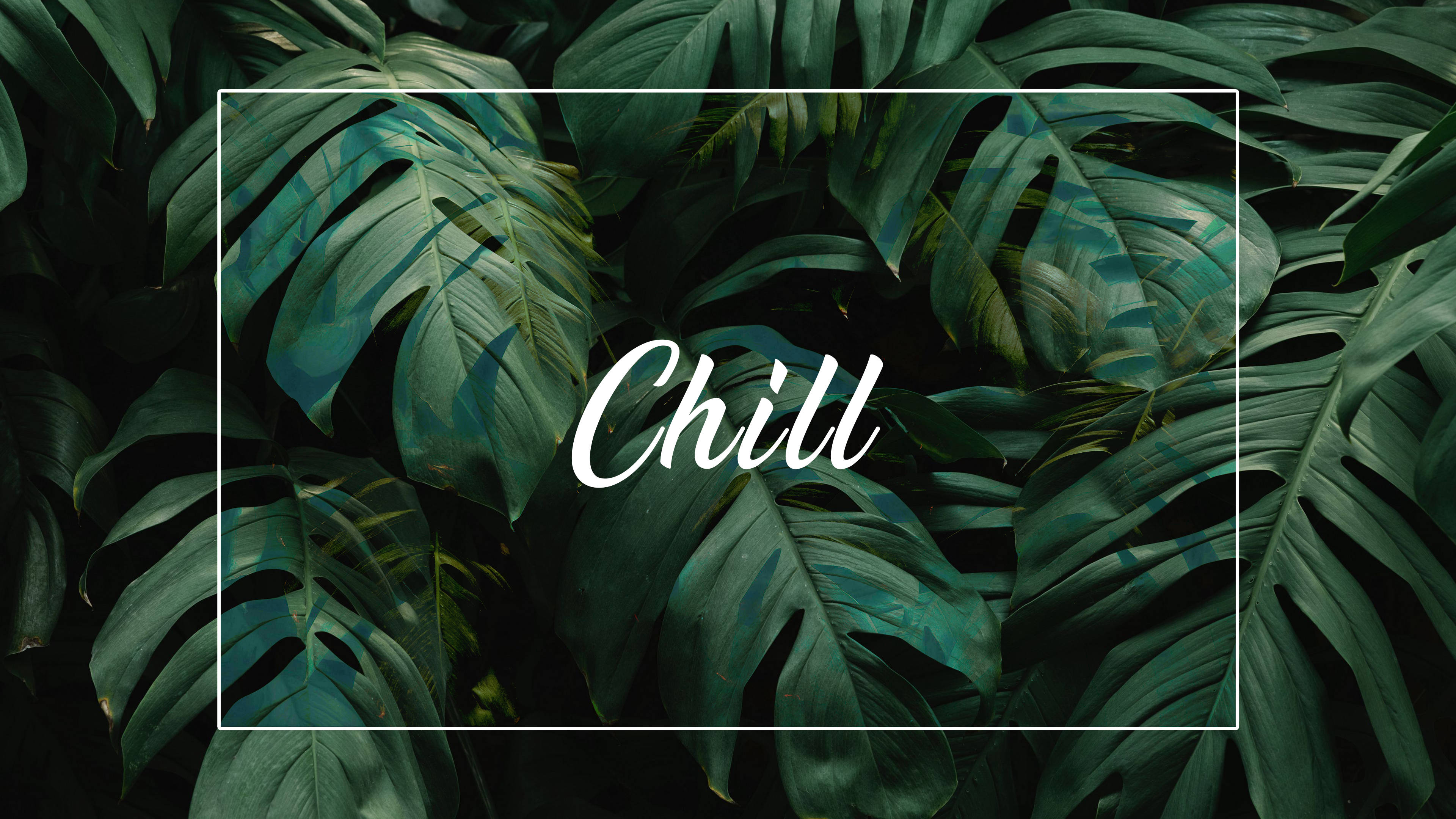 Minimalist Plant Wallpaper