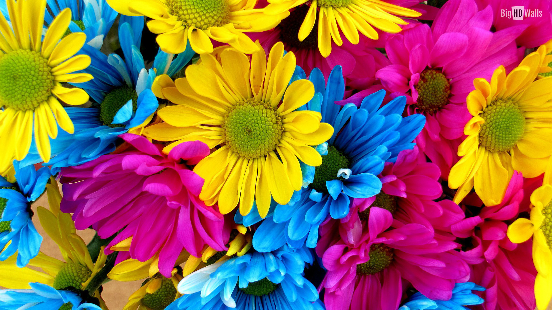 Colorful Daisy Flower Wallpaper HD Desktop