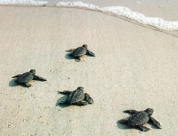 Baby Sea Turtles Life Photo Fanclubs